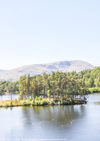 Tarn Hows In The Lake District - Trees On An Islan Picture Board by Peter Greenway