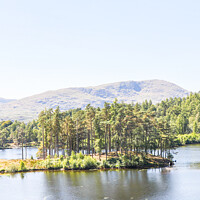 Buy canvas prints of Tarn Hows In The Lake District - Trees On An Islan by Peter Greenway