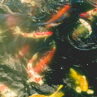 Buy canvas prints of Koi Carp In The Ornamental Ponds Of Nan Lian Garde by Peter Greenway