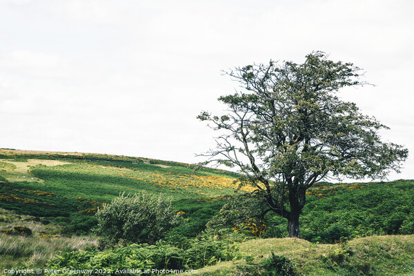 Lone Tree On Dartmoor, Devon Picture Board by Peter Greenway