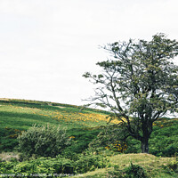 Buy canvas prints of Lone Tree On Dartmoor, Devon by Peter Greenway
