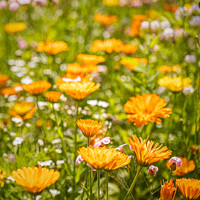 Buy canvas prints of Wild English Meadow Flowers At Tatton Park, Cheshire by Peter Greenway