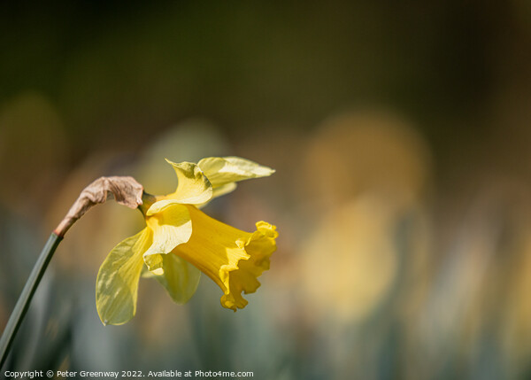 Daffodil In The Afternoon Sunshine Picture Board by Peter Greenway