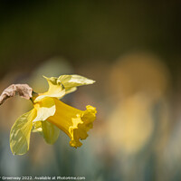 Buy canvas prints of Daffodil In The Afternoon Sunshine by Peter Greenway