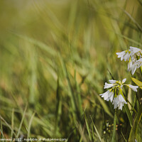 Buy canvas prints of Clump Of White Spring Bluebells At Coleton Fisacre, Devon by Peter Greenway