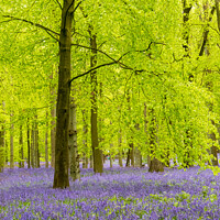 Buy canvas prints of A Carpet Of Bluebells On The Ashridge Estate by Peter Greenway