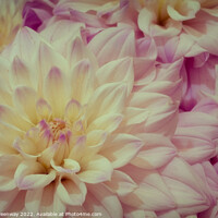 Buy canvas prints of Dahlias At The RHS Wisley Flower Show by Peter Greenway