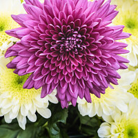 Buy canvas prints of Dahlia Flowers At The RHS Wisley Flower Show by Peter Greenway