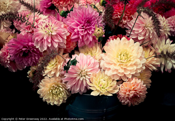 Dahlia Flowers At The RHS Wisley Flower Show Picture Board by Peter Greenway