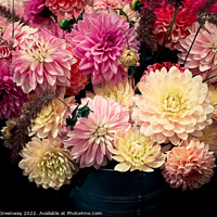 Buy canvas prints of Dahlia Flowers At The RHS Wisley Flower Show by Peter Greenway