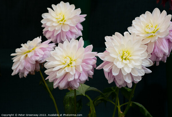 Dahlia Flowers At The RHS Wisley Flower Show  Picture Board by Peter Greenway