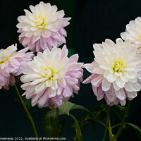 Buy canvas prints of Dahlia Flowers At The RHS Wisley Flower Show  by Peter Greenway