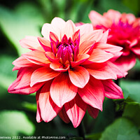 Buy canvas prints of Dahlias In The Borders Of Rousham House by Peter Greenway