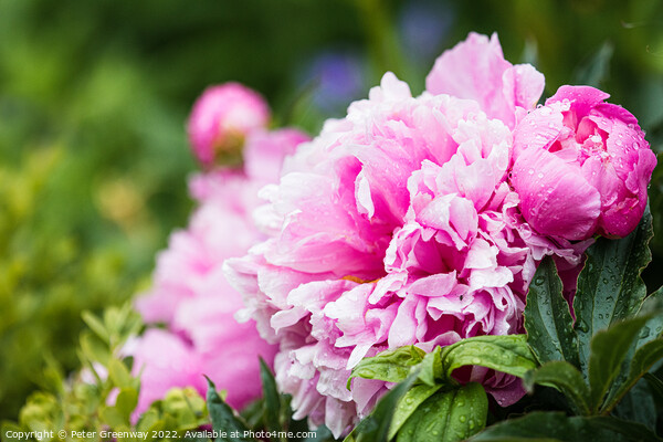 Pink Peonies ( Paeonia ) After A Rain Shower In The Walled Garde Picture Board by Peter Greenway