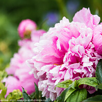 Buy canvas prints of Pink Peonies ( Paeonia ) After A Rain Shower In The Walled Garde by Peter Greenway