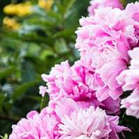 Buy canvas prints of Pink Peonies ( Paeonia ) After A Rain Shower In The Walled Garde by Peter Greenway
