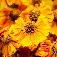 Buy canvas prints of Helenium Autumnale 'Waltrut' In The Walled Garden At Rousham House by Peter Greenway