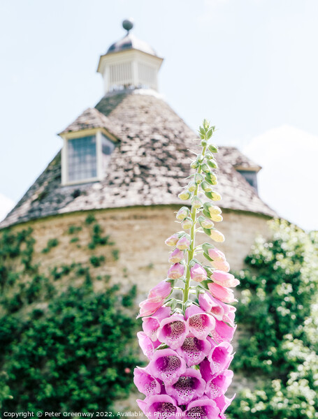 Foxgloves ( Digitalis ) In The Walled Flower Garden At Rousham H Picture Board by Peter Greenway