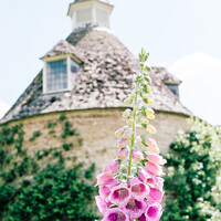 Buy canvas prints of Foxgloves ( Digitalis ) In The Walled Flower Garden At Rousham H by Peter Greenway