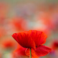 Buy canvas prints of Field Of English Meadow Flowers & Poppies In Oxfordshire by Peter Greenway