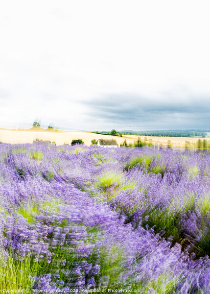 Cotswold Cottage In Lavender Fields At Snowshill, England Picture Board by Peter Greenway
