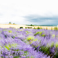 Buy canvas prints of Cotswold Cottage In Lavender Fields At Snowshill, England by Peter Greenway