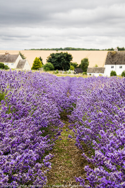Rows Of Cotswold Lavender In The Fields At Snowshill, Worcesters Picture Board by Peter Greenway