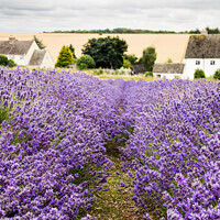 Buy canvas prints of Rows Of Cotswold Lavender In The Fields At Snowshill, Worcesters by Peter Greenway