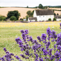 Buy canvas prints of Cotswold Lavender & Wild Flower Meadows At Snowshill, Worcesters by Peter Greenway