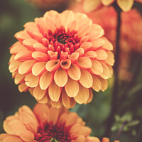 Buy canvas prints of Seasonal Orange Pom Pom Dahlias In Full Bloom At A by Peter Greenway