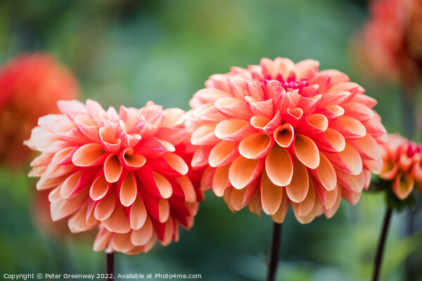 Seasonal Orange Pom Pom Dahlias In Full Bloom At A Picture Board by Peter Greenway