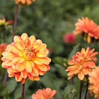 Buy canvas prints of Seasonal Orange Pom Pom Dahlias In Full Bloom At A by Peter Greenway
