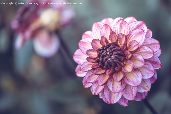 Seasonal Purple/Pink Pom-Pom Dahlias In Full Bloom Picture Board by Peter Greenway