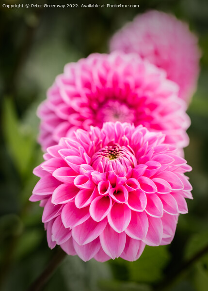 Seasonal Purple/Pink Pom-Pom Dahlias In Full Bloom Picture Board by Peter Greenway