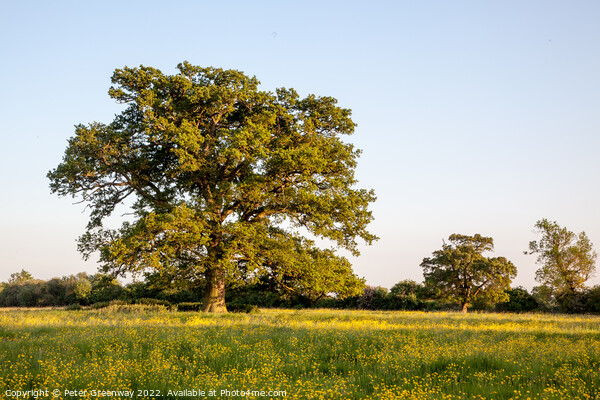 Lone Tree In A Field Of Buttercups Picture Board by Peter Greenway