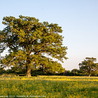 Buy canvas prints of Lone Tree In A Field Of Buttercups by Peter Greenway