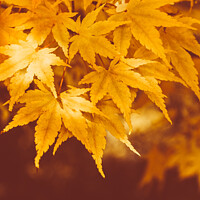 Buy canvas prints of Autumnal Maple Leaves On The Trees At Batsford Arboretum by Peter Greenway