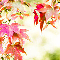 Buy canvas prints of Autumnal Maple Leaves On The Trees At Batsford Arboretum by Peter Greenway