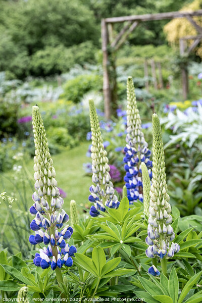 Lupins In Full Bloom In The Garden Of An English Country House Picture Board by Peter Greenway
