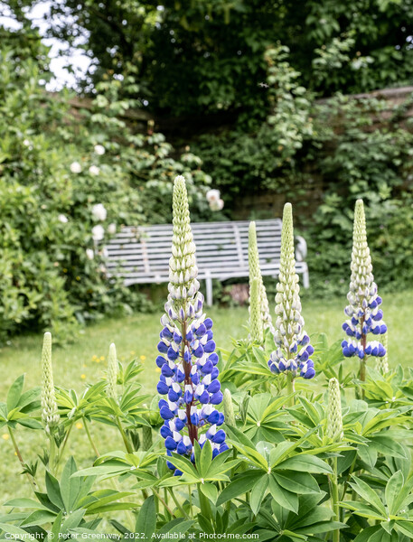 Lupins In Full Bloom In The Garden Of An English Country House Picture Board by Peter Greenway