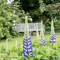 Buy canvas prints of Lupins In Full Bloom In The Garden Of An English Country House by Peter Greenway
