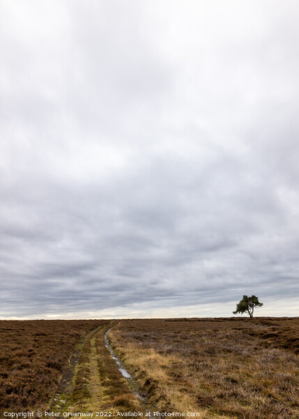 Lone Tree At Egton On The North Yorkshire Moor On An Overcast Da Picture Board by Peter Greenway
