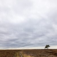 Buy canvas prints of Lone Tree At Egton On The North Yorkshire Moor On An Overcast Da by Peter Greenway