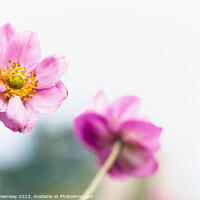 Buy canvas prints of End of season Eriocapitella Hupehensis ( Japanese Anemone ) by Peter Greenway