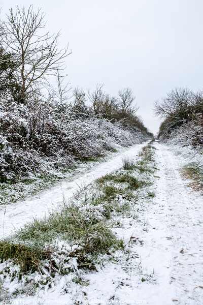 Frozen Tracks Up A Lane In The Oxfordshire Countryside Picture Board by Peter Greenway