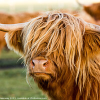 Buy canvas prints of Highland Cows by Peter Greenway