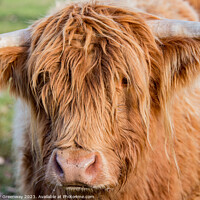Buy canvas prints of Highland Cow by Peter Greenway