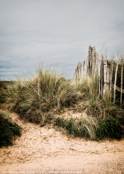 A Picket Fence & Sand Dunes On The Seafront At Dawlish Warren, D Picture Board by Peter Greenway