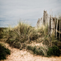 Buy canvas prints of A Picket Fence & Sand Dunes On The Seafront At Dawlish Warren, D by Peter Greenway
