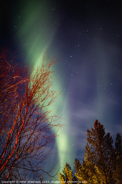Aurora Borealis ( The Northern Lights ) In Winter Around Utsjoki Picture Board by Peter Greenway
